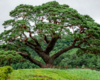 symbol_tree.png